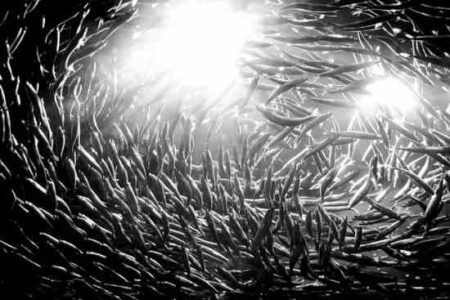 In Defense of Village Idiots Image